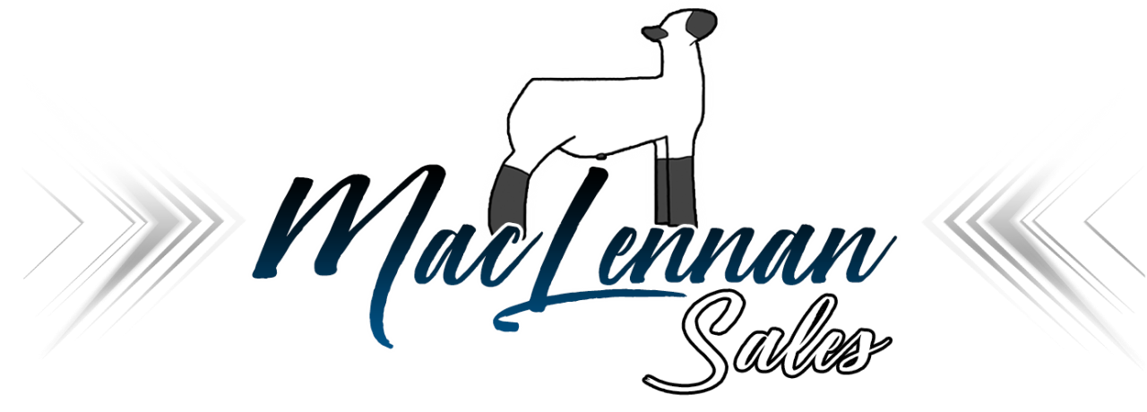 MacLennan Club Lambs