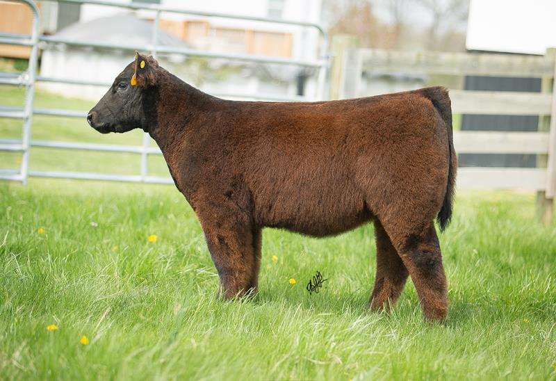 RCC Blog: Ryan McIntosh Show Cattle Spring Sale