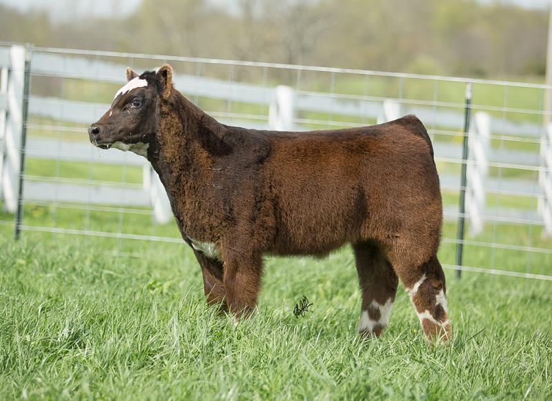 RCC Blog: Ward/Copas Show Cattle Online Sale