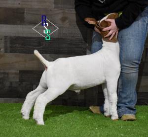 Venable farms Show Goats for Sale