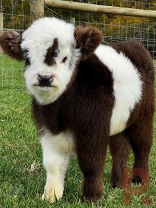 Pandarosa Miniature Ranch - Miniature Cattle, Breeder, Highlands