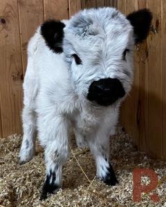 Pandarosa Miniature Ranch - Miniature Cattle, Breeder, Highlands