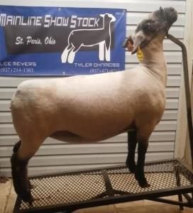 Willoughby Livestock Sales