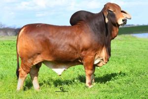 Lot 15 - Pick of IVF – Tic Tac Toe Ranch