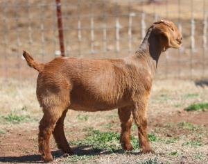 Venable farms Show Goats for Sale