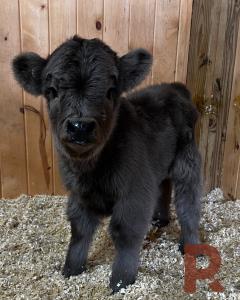 Illinois Pandarosa Ranch Mini Highland Cattle Panda Auction