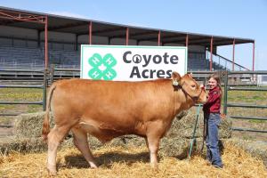 Special Entry at Cahir Mart on Wednesday,24th May: Clearance Sale of  Suckler Cows and Calves - LSL Auctions News