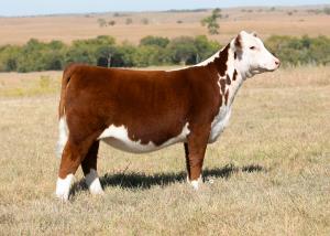 2022 JNHE Official Show Program by American Hereford