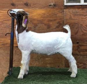 Venable farms Show Goats for Sale