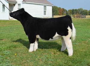 show welshans brock cattle heifer doubt wynne genetics calf