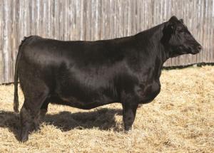 55th Annual Lundar All Breed Beef Cattle Sale by Today's