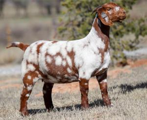 Venable farms Show Goats for Sale